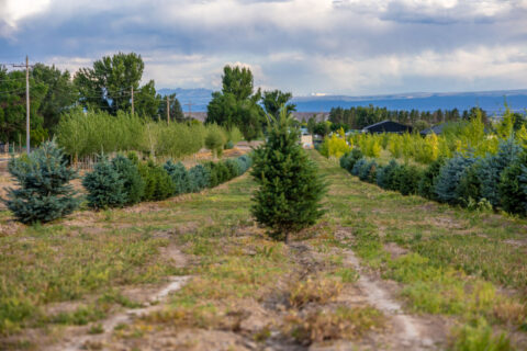 Income-producing Colorado tree farm for sale with custom home