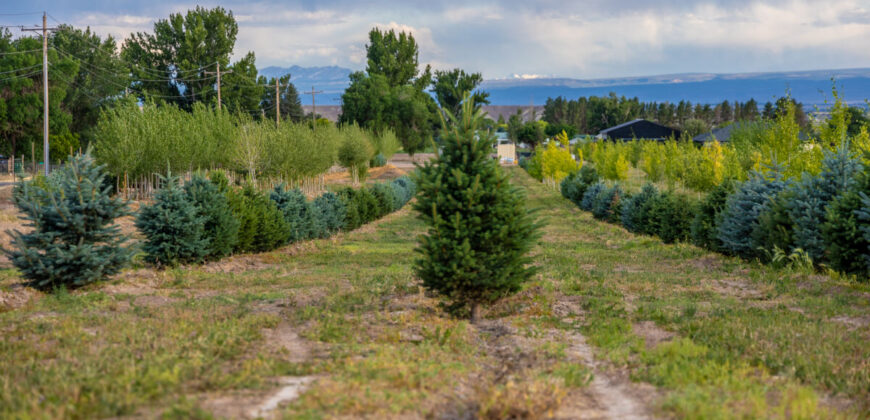Income-producing Colorado tree farm for sale with custom home