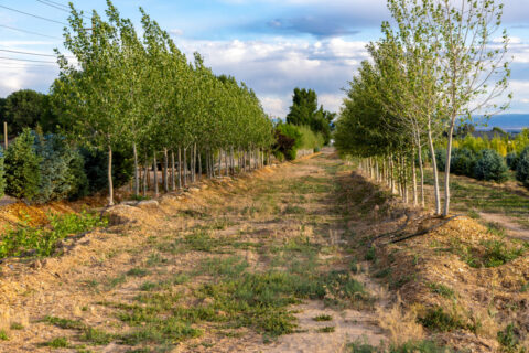 Income-producing Colorado tree farm for sale with custom home