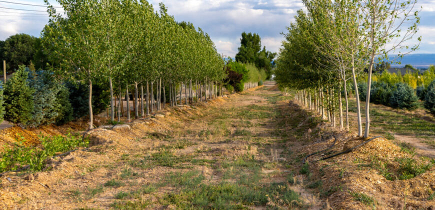 Income-producing Colorado tree farm for sale with custom home
