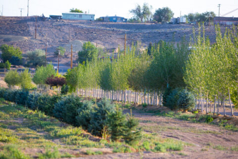 Income-producing Colorado tree farm for sale with custom home