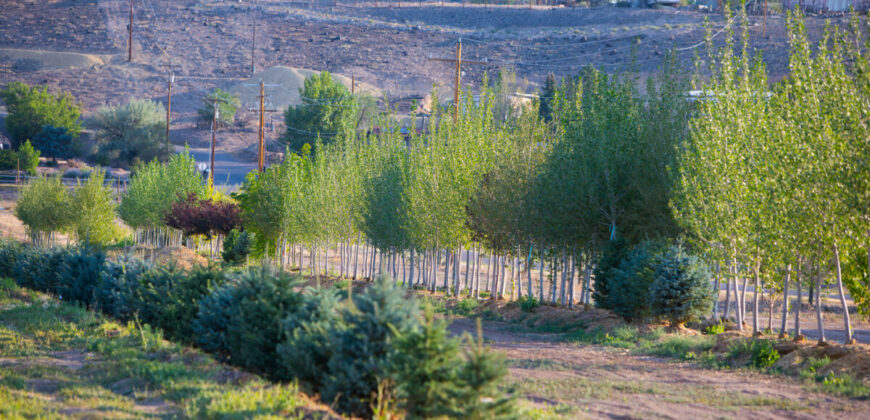 Income-producing Colorado tree farm for sale with custom home