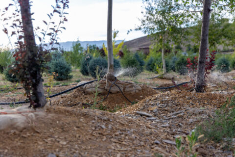 Income-producing Colorado tree farm for sale with custom home