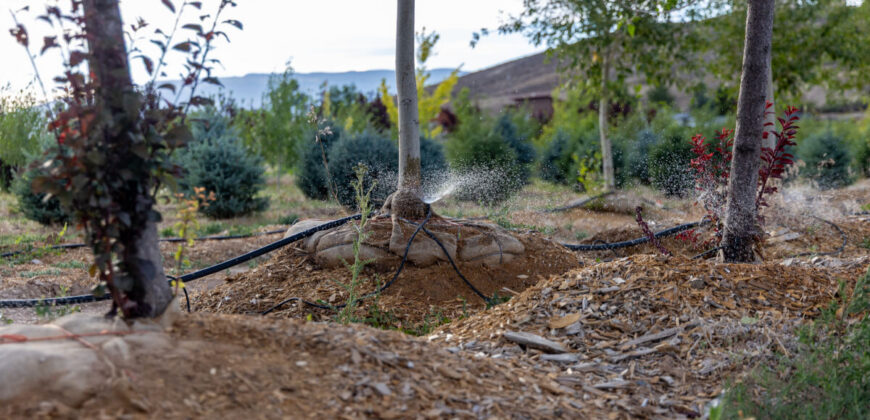 Income-producing Colorado tree farm for sale with custom home