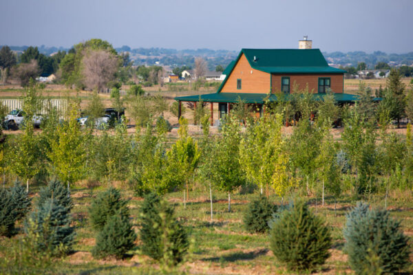 Income-producing Colorado tree farm for sale with custom home