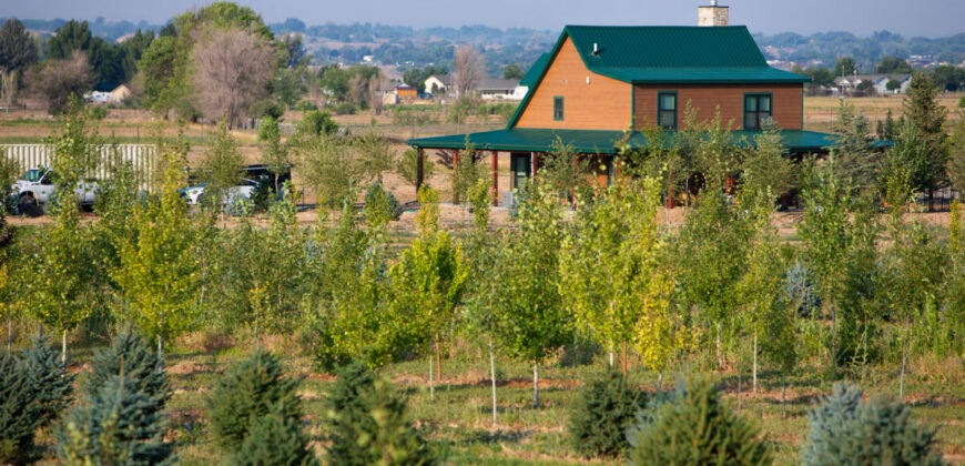 Income-producing Colorado tree farm for sale with custom home