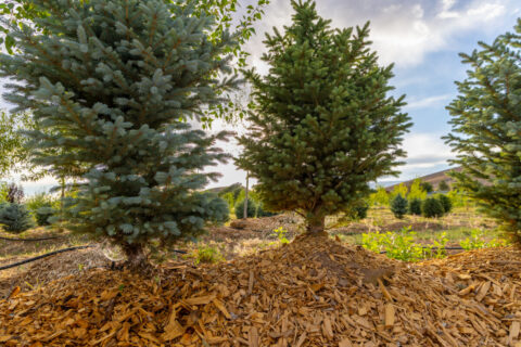 Income-producing Colorado tree farm for sale with custom home