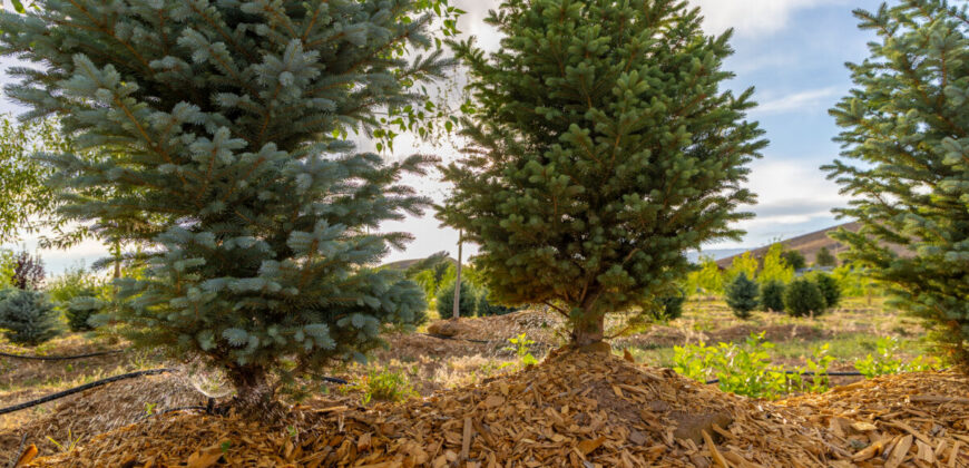 Income-producing Colorado tree farm for sale with custom home