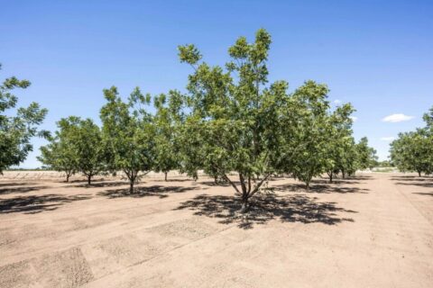 Large Pecan Farm for Sale in Hatch, New Mexico