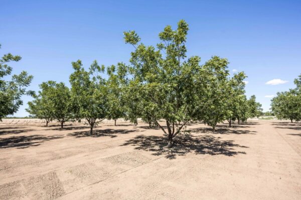 Large Pecan Farm for Sale in Hatch, New Mexico