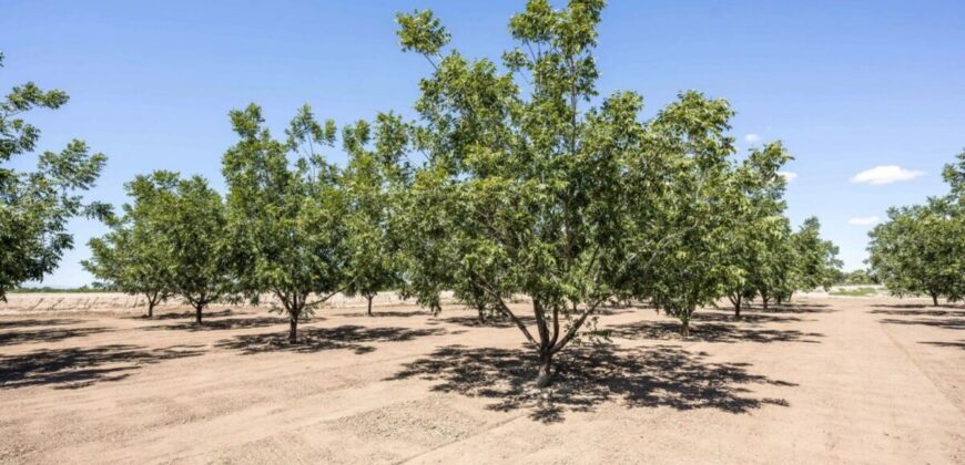 Large Pecan Farm for Sale in Hatch, New Mexico