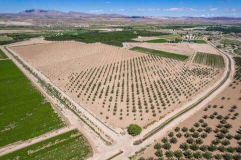 Large Pecan Farm for Sale in Hatch, New Mexico