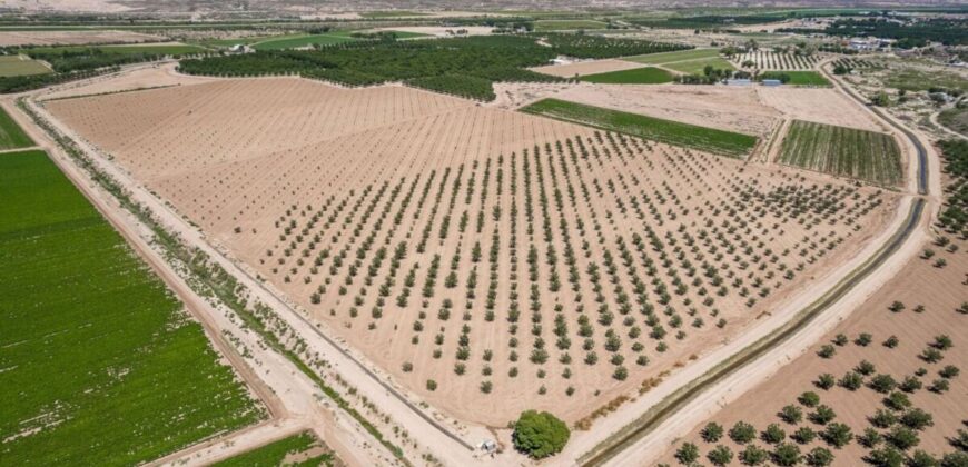 Large Pecan Farm for Sale in Hatch, New Mexico