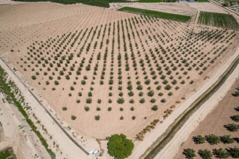 Large Pecan Farm for Sale in Hatch, New Mexico