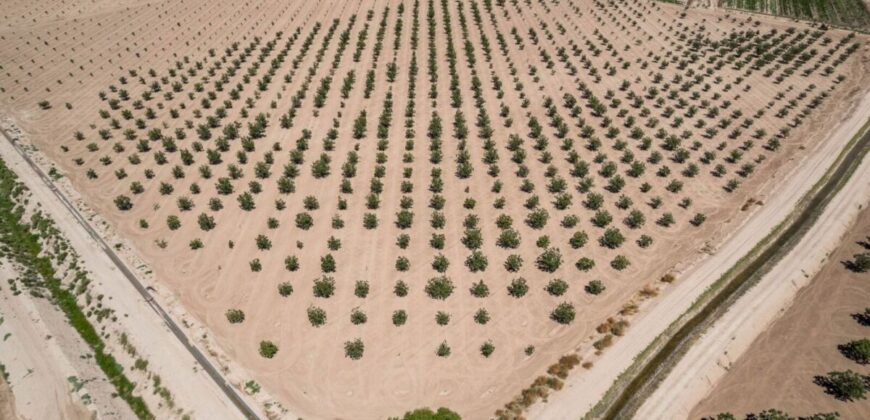Large Pecan Farm for Sale in Hatch, New Mexico