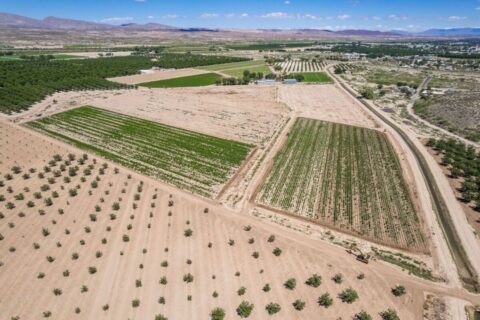Large Pecan Farm for Sale in Hatch, New Mexico