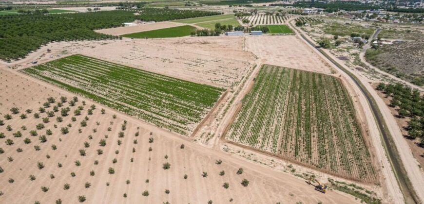 Large Pecan Farm for Sale in Hatch, New Mexico