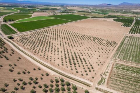 Large Pecan Farm for Sale in Hatch, New Mexico