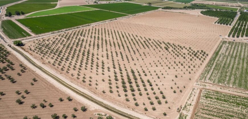 Large Pecan Farm for Sale in Hatch, New Mexico
