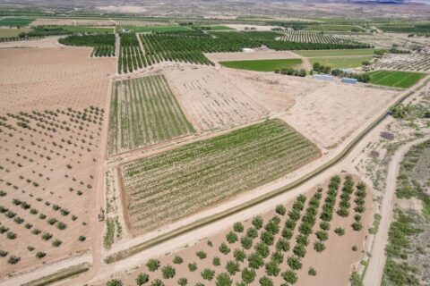 Large Pecan Farm for Sale in Hatch, New Mexico