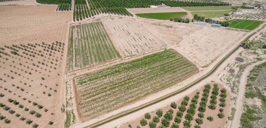 Large Pecan Farm for Sale in Hatch, New Mexico