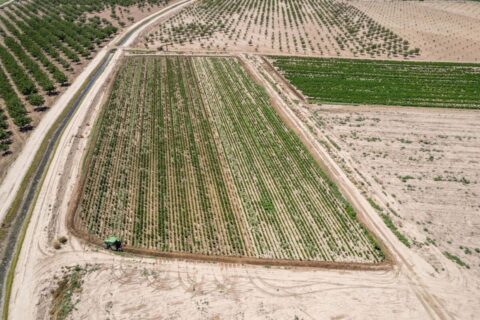 Large Pecan Farm for Sale in Hatch, New Mexico