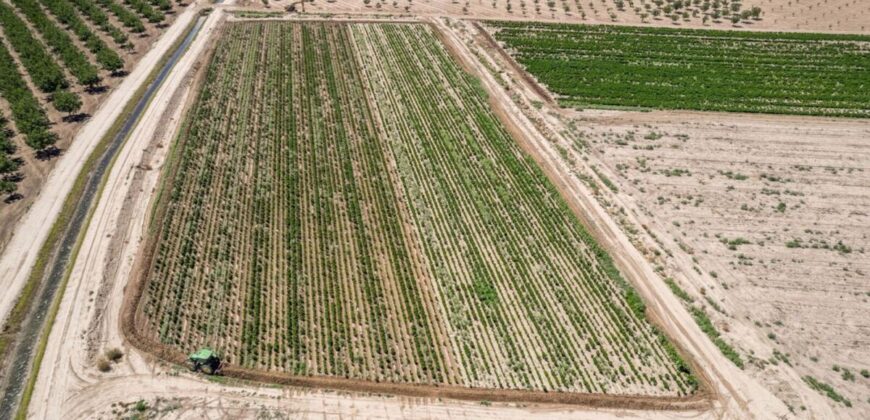 Large Pecan Farm for Sale in Hatch, New Mexico