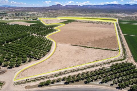 Large Pecan Farm for Sale in Hatch, New Mexico