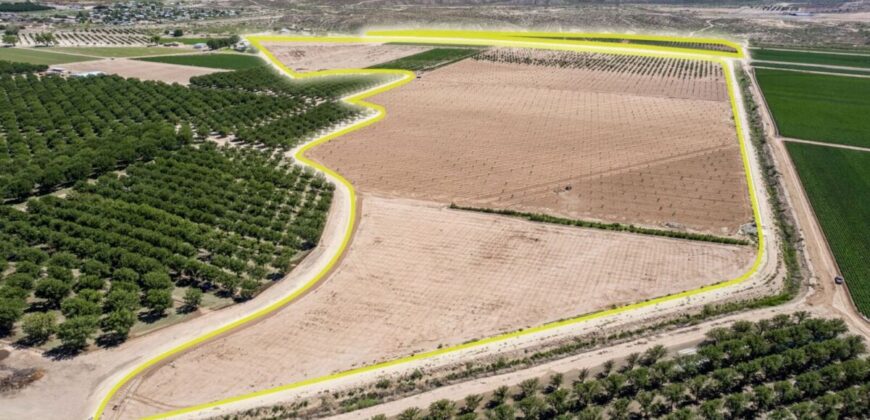 Large Pecan Farm for Sale in Hatch, New Mexico