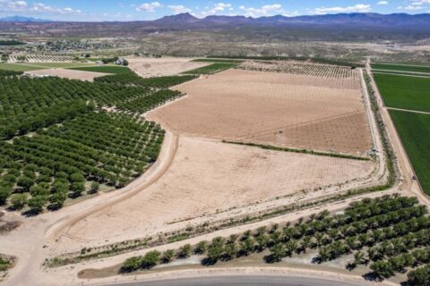 Large Pecan Farm for Sale in Hatch, New Mexico