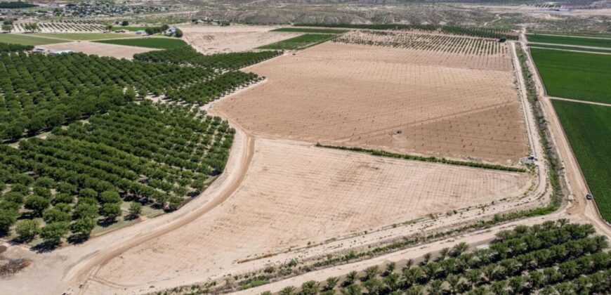 Large Pecan Farm for Sale in Hatch, New Mexico