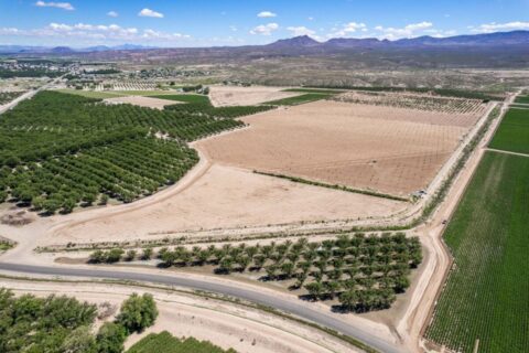 Large Pecan Farm for Sale in Hatch, New Mexico