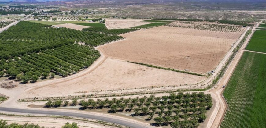 Large Pecan Farm for Sale in Hatch, New Mexico