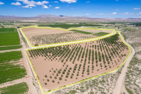 Large Pecan Farm for Sale in Hatch, New Mexico
