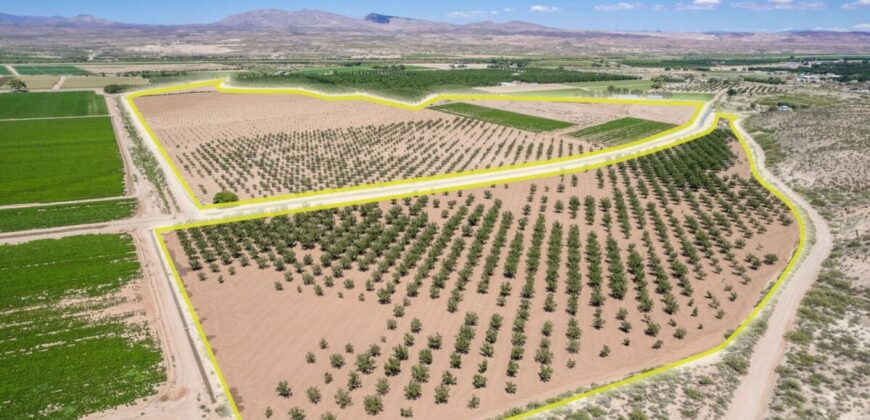 Large Pecan Farm for Sale in Hatch, New Mexico