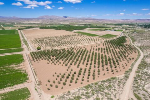 Large Pecan Farm for Sale in Hatch, New Mexico