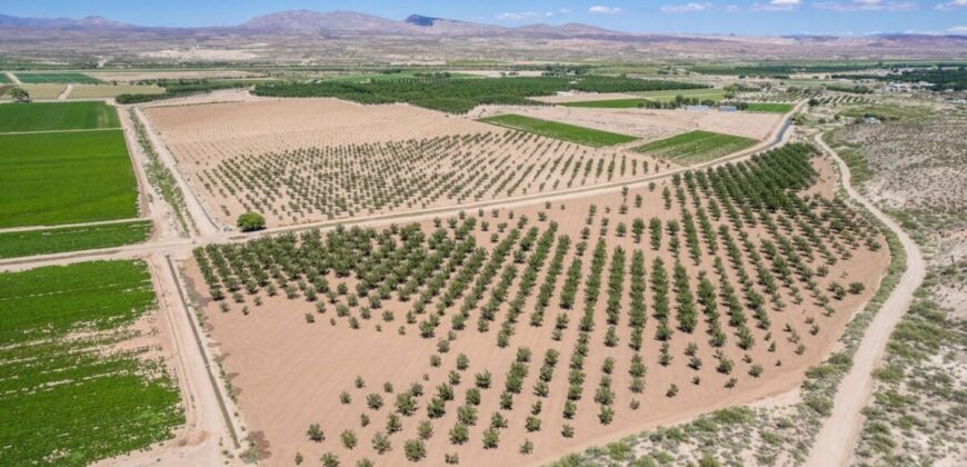 Large Pecan Farm for Sale in Hatch, New Mexico