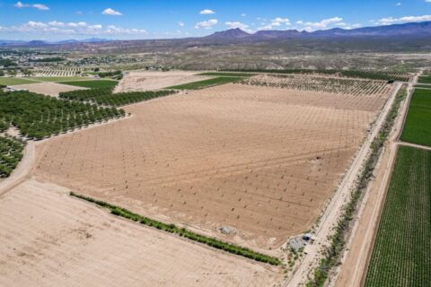 Large Pecan Farm for Sale in Hatch, New Mexico