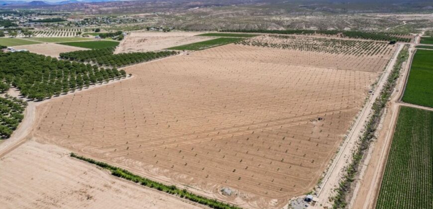 Large Pecan Farm for Sale in Hatch, New Mexico