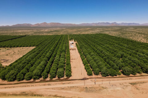 Pecan Orchard For Sale in Arizona
