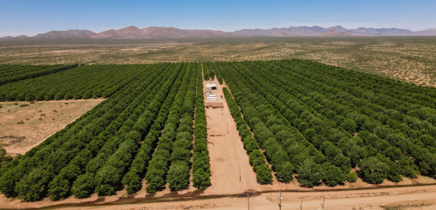 Pecan Orchard For Sale in Arizona