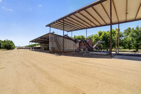 Pecan Orchard For Sale in Arizona