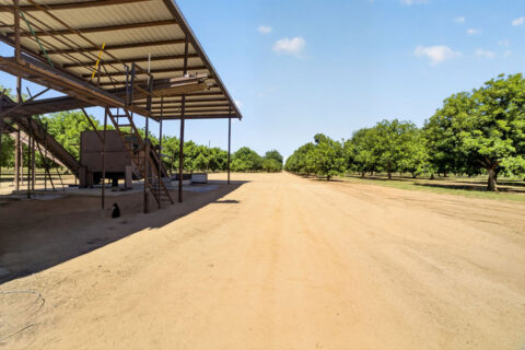 Pecan Orchard For Sale in Arizona