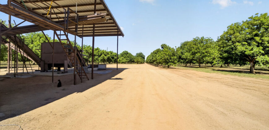 Pecan Orchard For Sale in Arizona