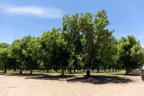 Pecan Orchard For Sale in Arizona
