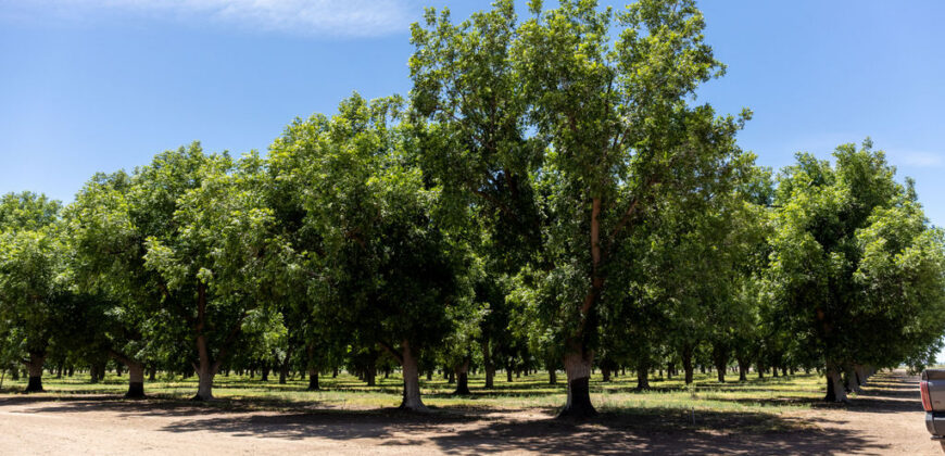 Pecan Orchard For Sale in Arizona