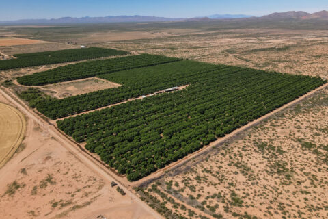 Pecan Orchard For Sale in Arizona