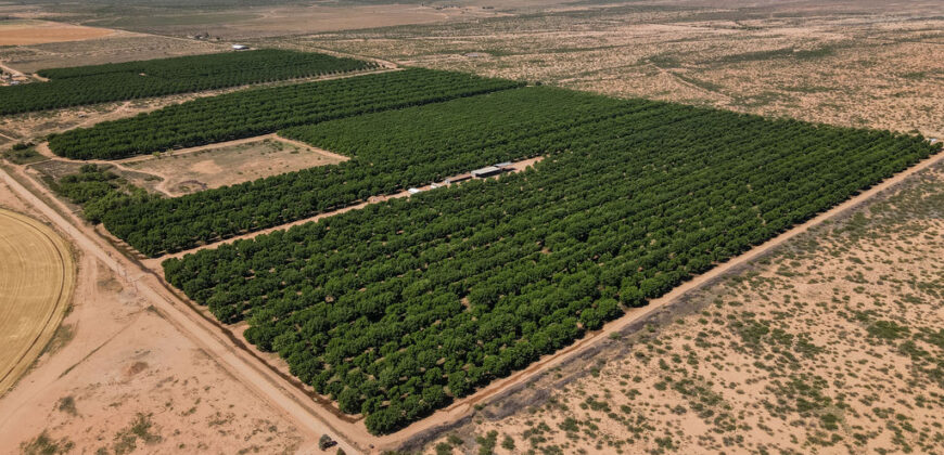 Pecan Orchard For Sale in Arizona