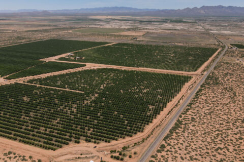 Pecan Orchard For Sale in Arizona