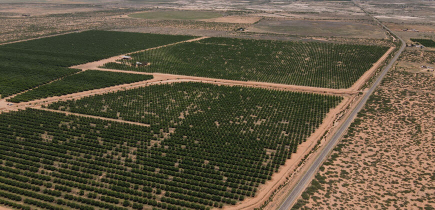 Pecan Orchard For Sale in Arizona